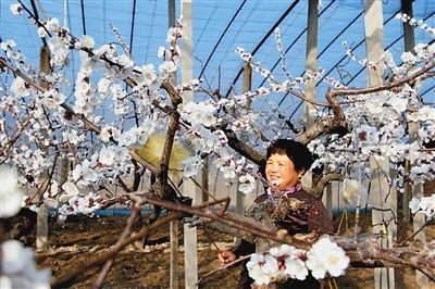 山东省邹平市农民抢抓农时展开春季农事劳作，田间地头到处可以看到人们忙碌的身影。图为2月17日，邹平市黄山街道鲁东村村民在杏树大棚内人工为花朵授粉。高发芳摄（人民视觉）